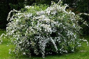 deutzia1