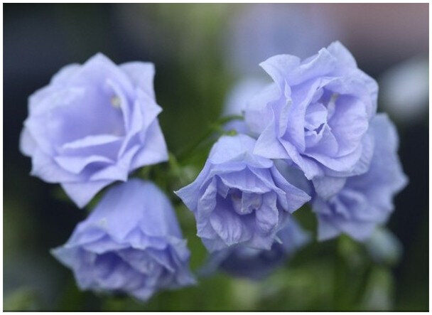 campanula-cochleariifolia-elizabeth-oliver-