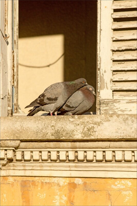 ville pigeons soleil 3 270915