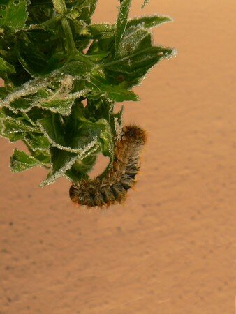 chenille3