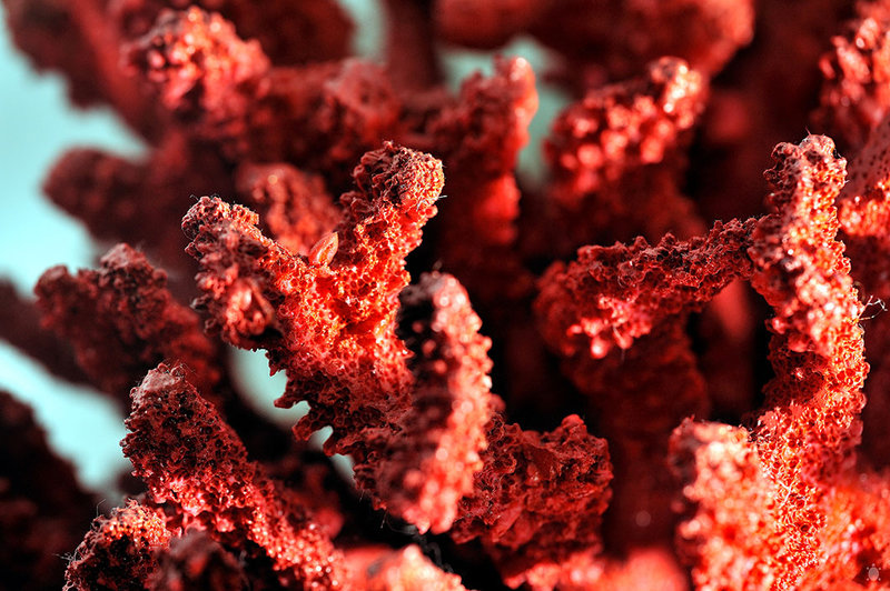 corail-rouge