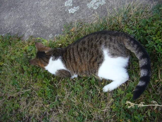 Mon Chat De Dos Qui Remue De La Queue Photoloire