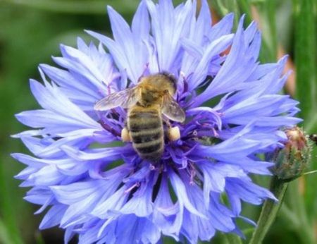 labeille_et_le_bleuet