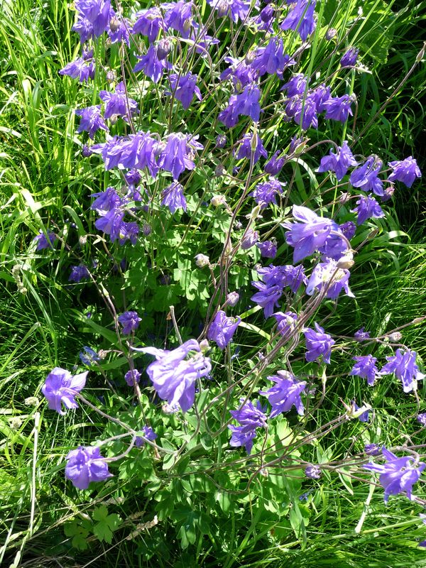 fleurs sauvages au bord des petites routes.