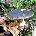 DSCN4384
