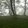 Hêtres dans le brouillard au Serròt de Boish.
