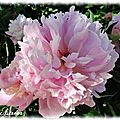 fleurs08