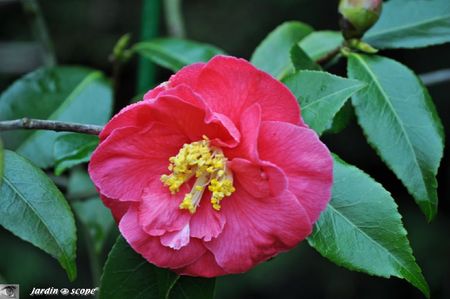 Camellia-Japonica-Gulio-nuccio