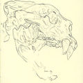 Fossiles 02