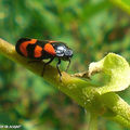 Des insectes miniatures aux couleurs chatoyantes…