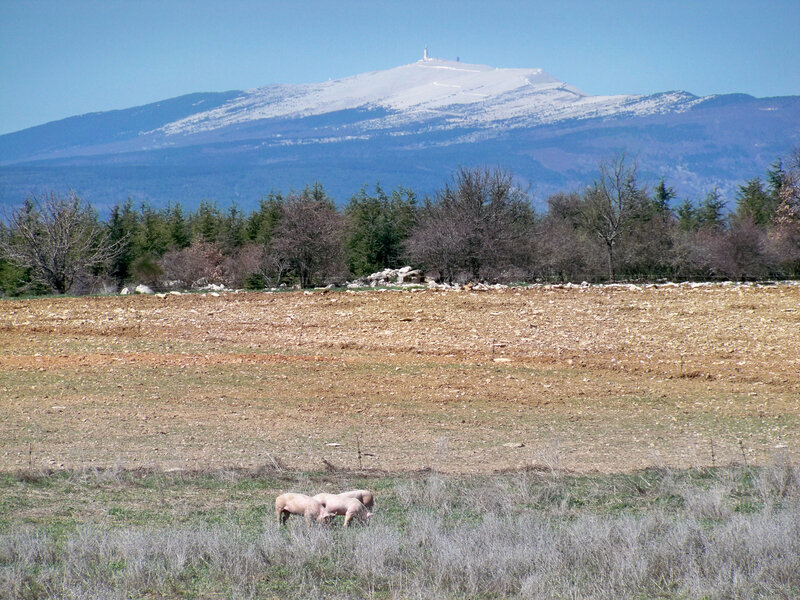 DSC_8262