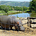 hippopotame, au parc animalier d'Ardes-sur-Couze