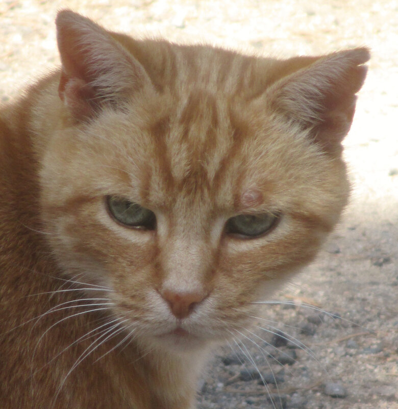 Caramel (photo C.F)