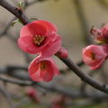 fleurs9