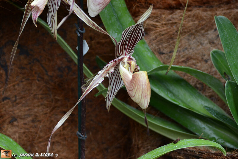 PAT_9276 Orchidées 2019 Orléans