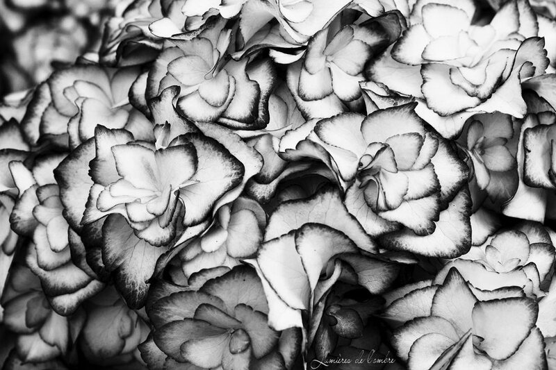 Hydrangea_20160612_7823nb