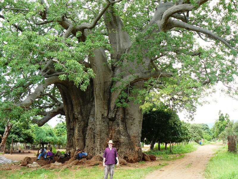Le Baobab africain "Adansonia Digitata" - Magali d'Afrique