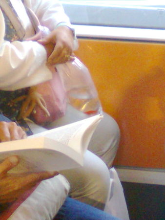 Un_poisson_rouge_dans_le_tram