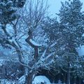 neige janvier 2010