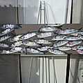 Des poissons sur la place du parlement à rennes le 9 février 2014 (2)