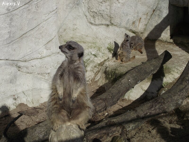 animaux nouveaux-nés d'Afrique - suricate  Animaux, Animaux africains,  Animaux afrique