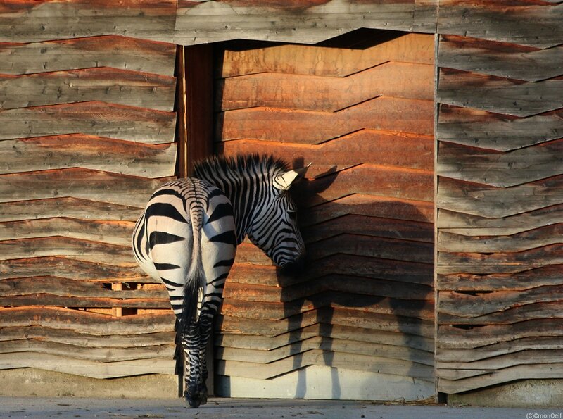 zebre1