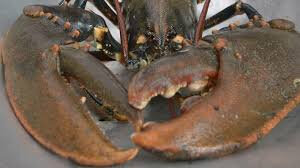 images (20)