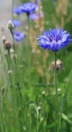 bleuets7
