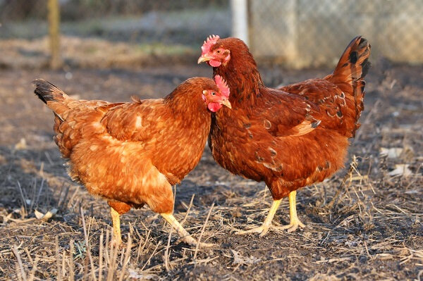 poule_28