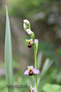 Ophrysabeille