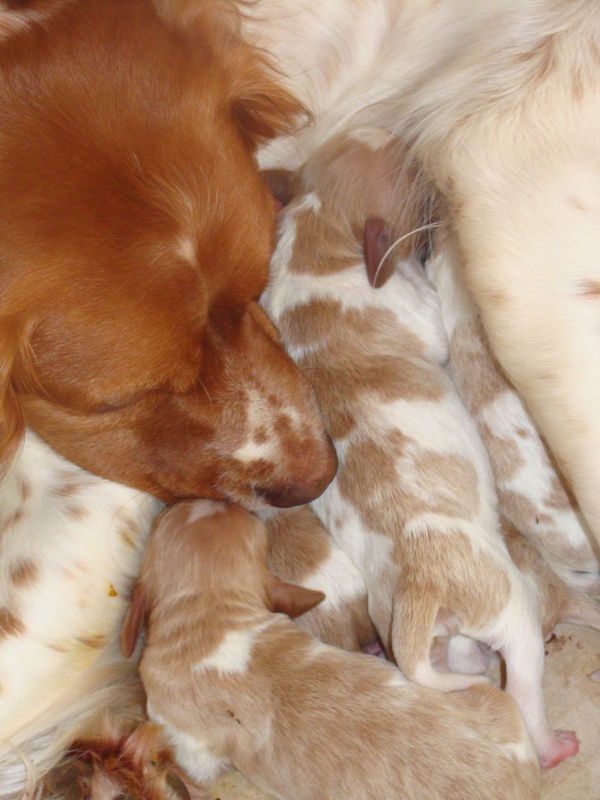 Naissance De Dix Petits Chiots Le Jardin Des Sources