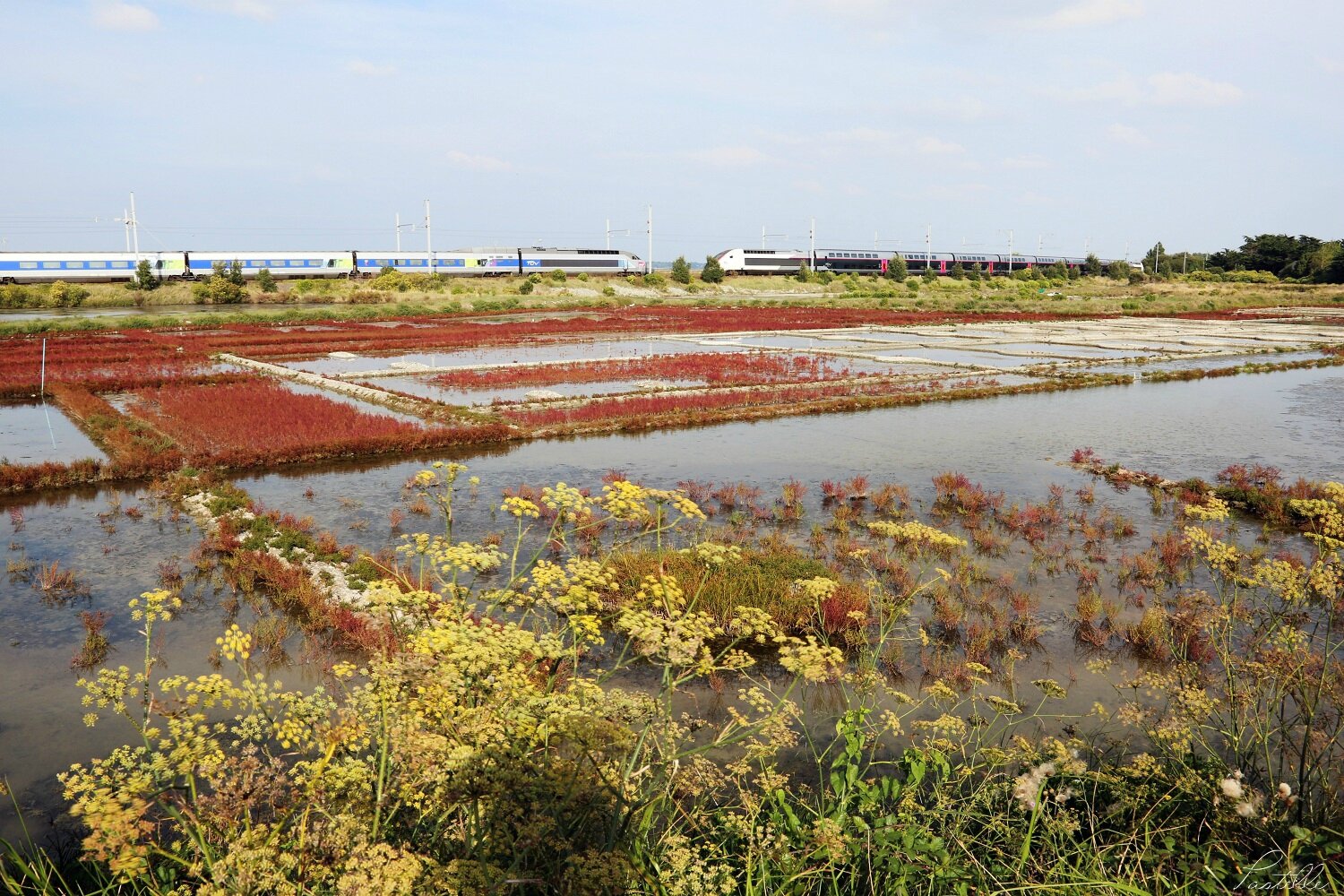 Marais salants de Guérande_A99A7450