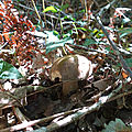 baer-07-09-20-02