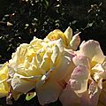Été 14 - roses du jardin