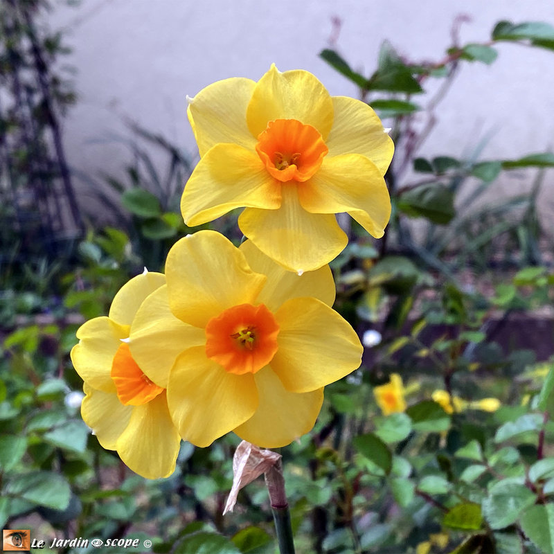 Narcisses-multiflores-Tazetta-Martinette-00