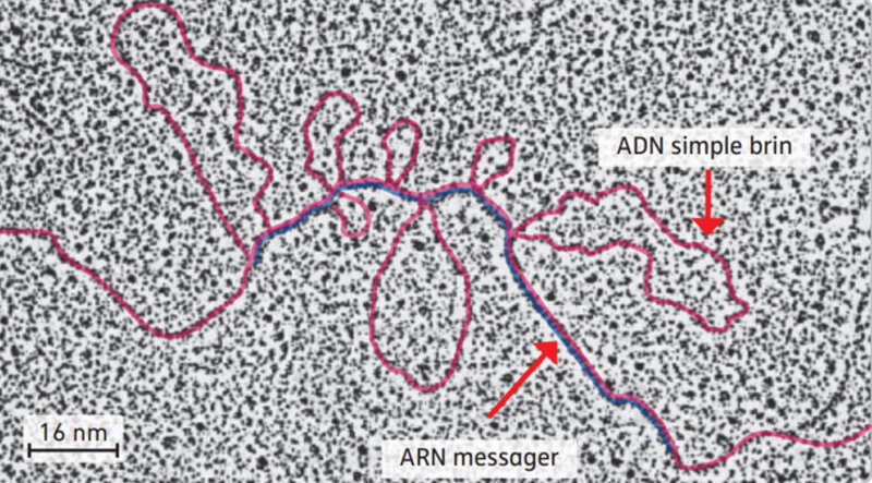 hybridation ADN-ARNm