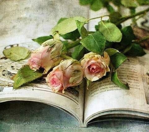 3 roses anciennes