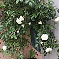 Le bouquet du vendredi 