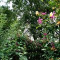 Des rosiers lianes montent jusqu'en haut des arbres voisins