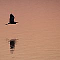 IMG_5234 - Copie