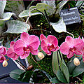 orchibouton