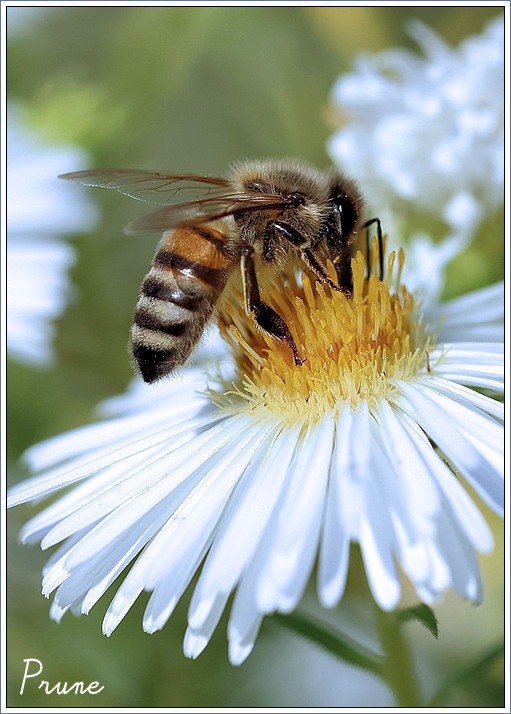 abeille de Prune
