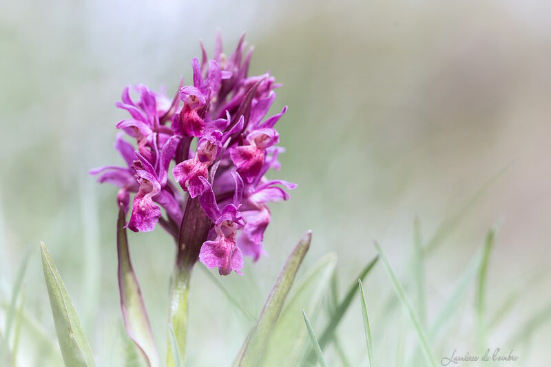 wb_Orchis sureau_20180514_2583