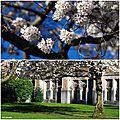 Cherry blossom Seattle 4