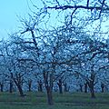 Vergers en fleurs