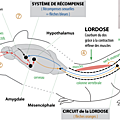 Seconde, chapitre 12: cerveau et plaisir