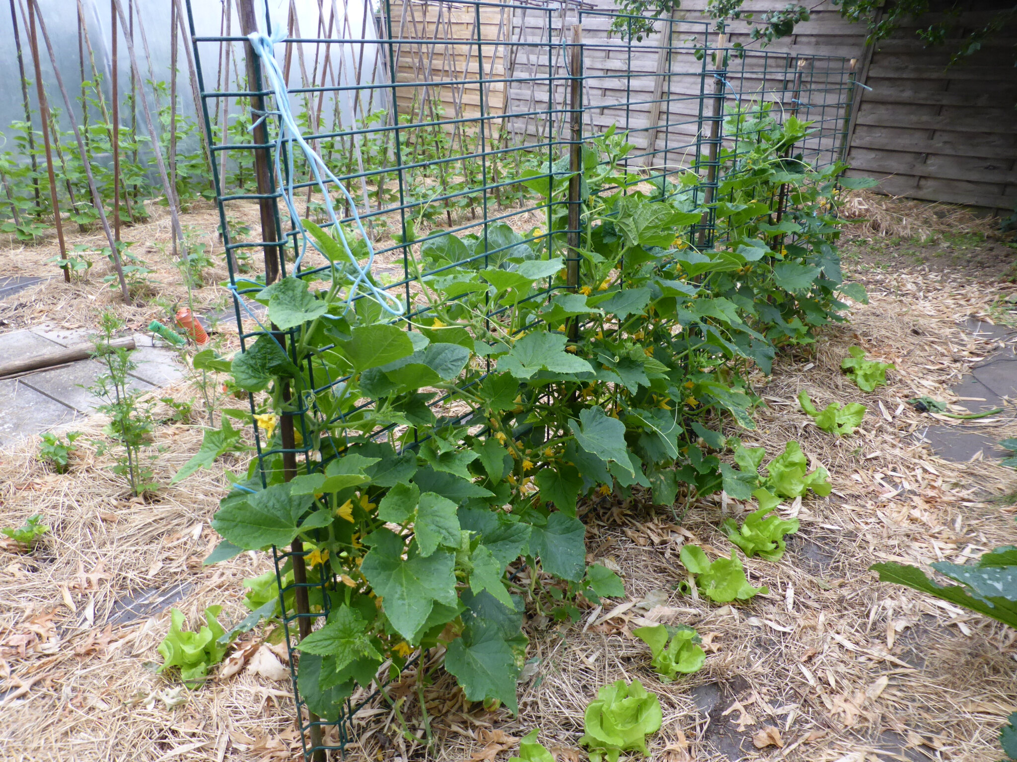 16 JUIN CONSERVES de cornichons au vinaigre en toute simplicité. PASSION POTAGER... suite....