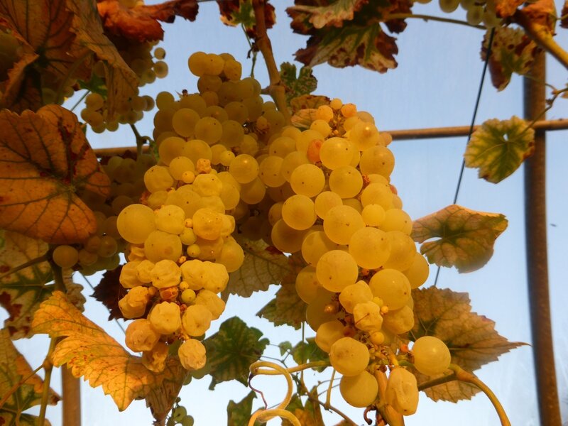 18-raisin chasselas (3)