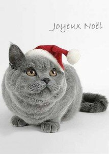 Chat_noel