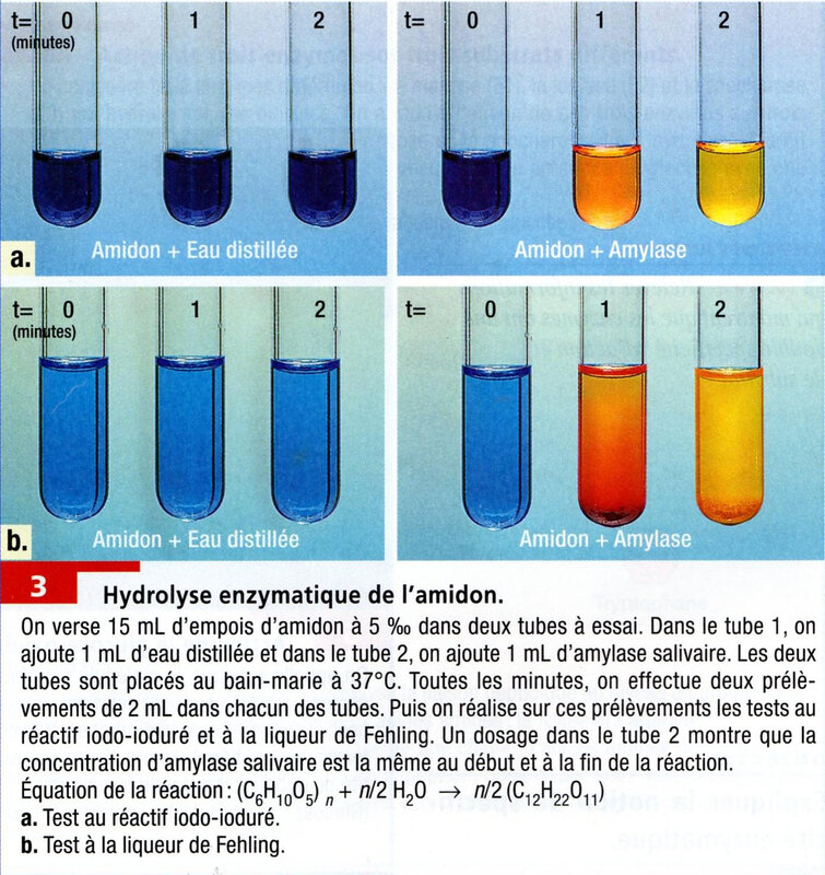 3 page 29 Hydrolyse enzymatique de l'amidon